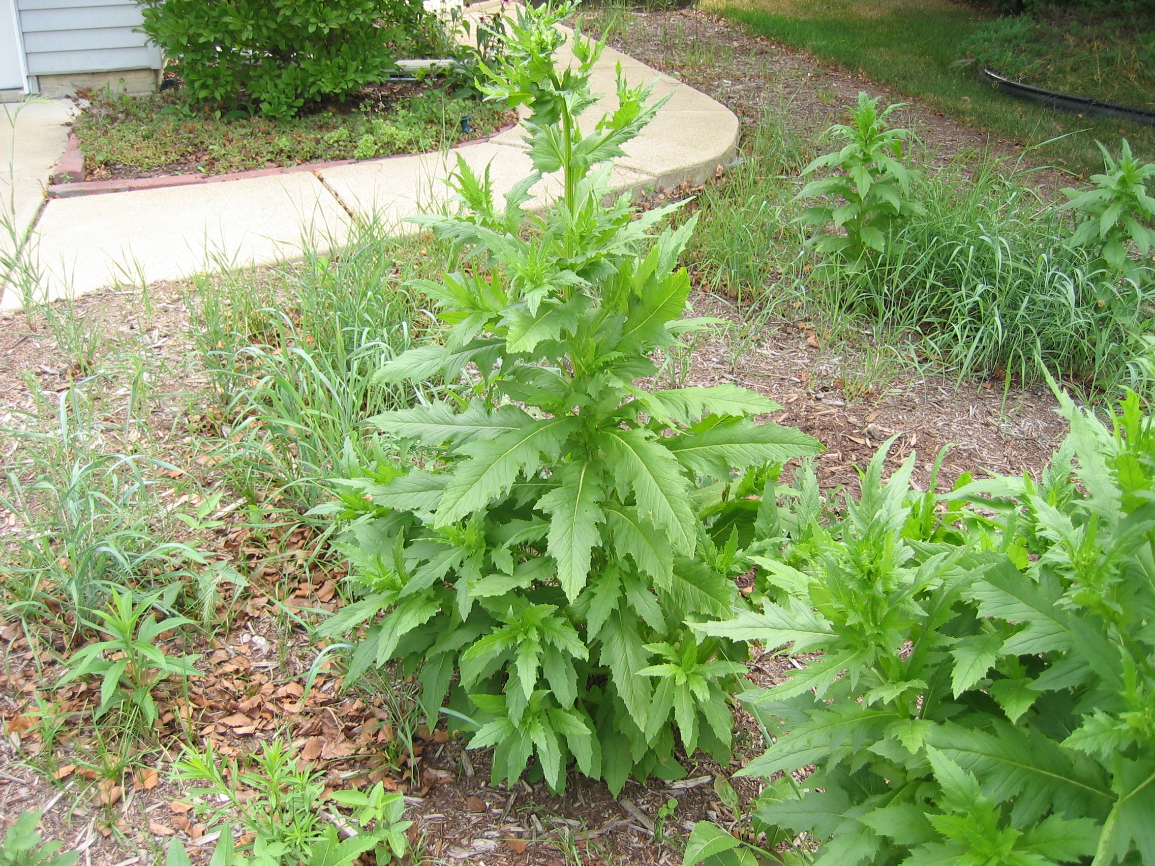 معرفی و راهنمای پرورش گیاهان دارویی - علف بواسیر